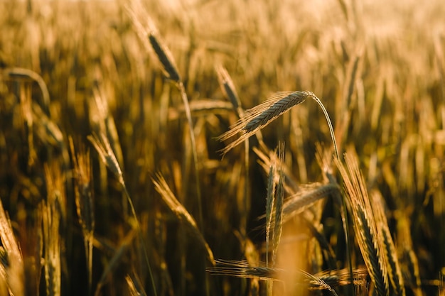Поле пшеницы на закате Золотые колосья пшеницы Концепция урожая