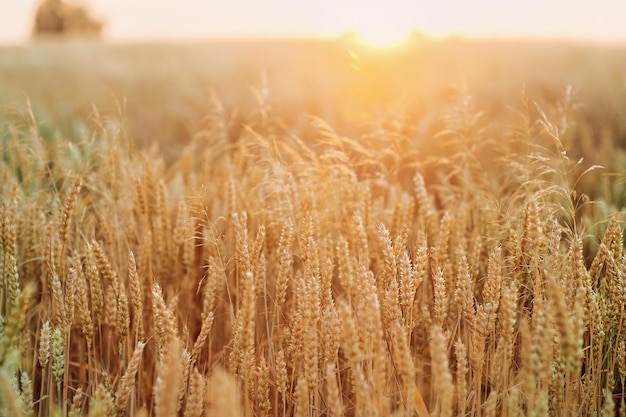 wheat field at the sunset in Ukraine