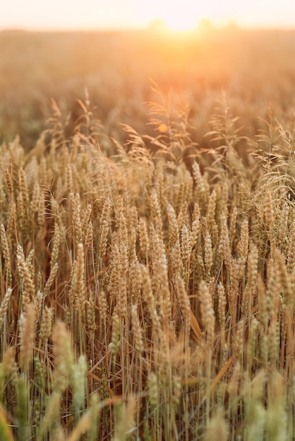 wheat field at the sunset in Ukraine