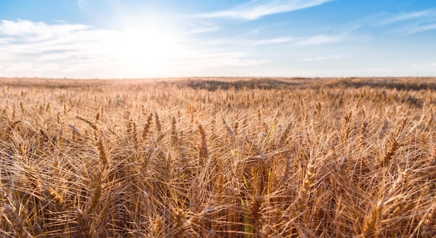 Campo di grano nel tramonto con cielo blu harvest agricoltura concetto