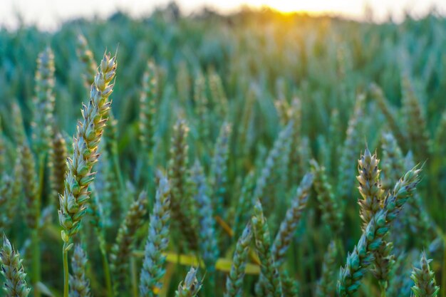 Wheat field at sunset young green wheat closeup in the light of the setting sun grain deal in ukraine grain sales to third world countries agriculture and agricultural industry