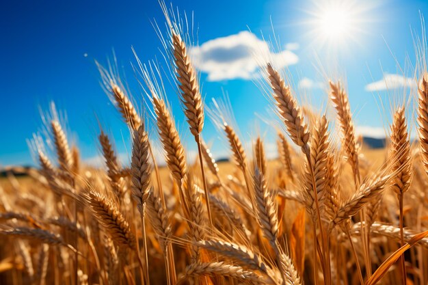 wheat field on sunset