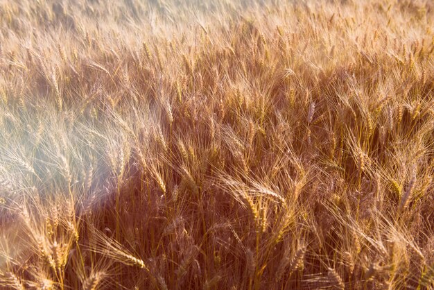 Wheat field at sunset