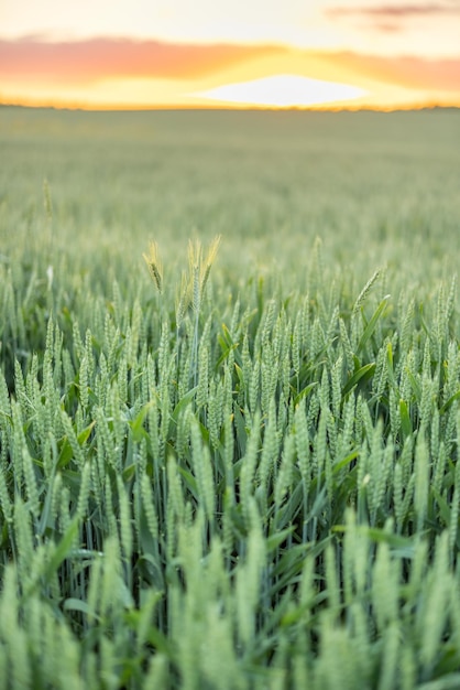 Wheat field on sunset