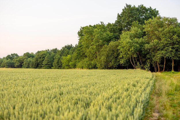 Wheat field on sunset