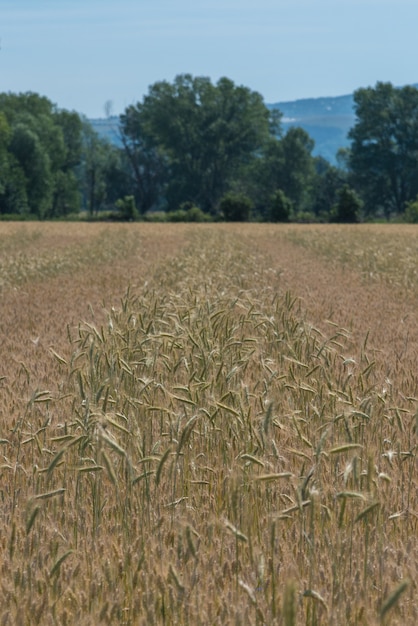 Foto un campo di grano circondato da alberi sotto un cielo limpido