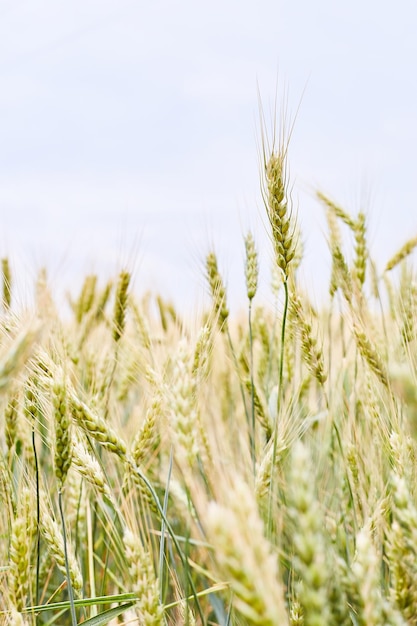 Пшеничное поле в Украине