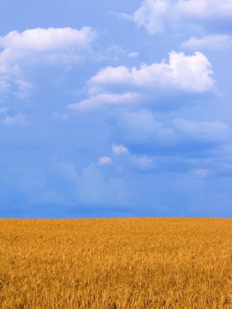 Wheat field vertical