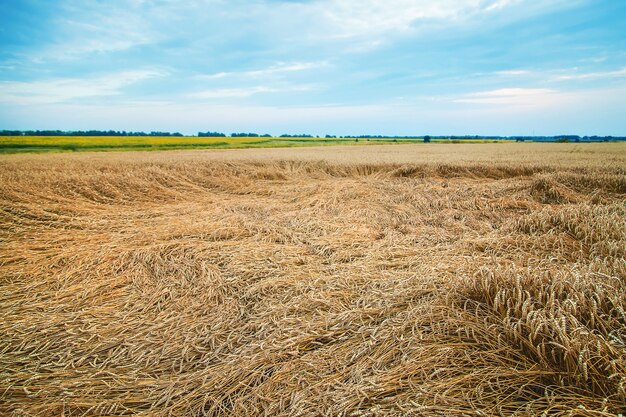 The wheat field was set by the wind. Selective focus.