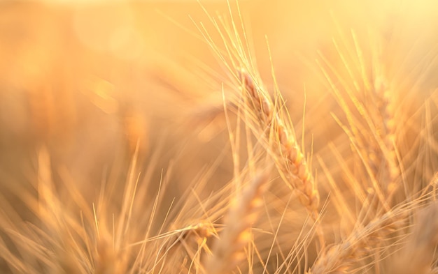 Wheat field wheat ears in the rays of the setting sun The concept of a rich harvest Unfocused background