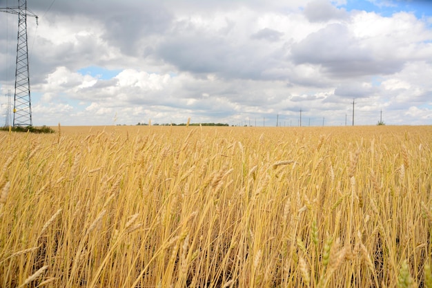 wheat field in windy day with cloudy sky on horizon copy space