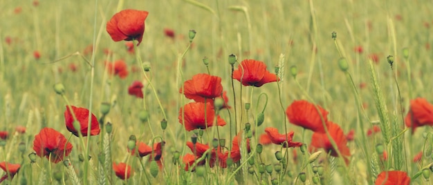 Wheat field with blooming poppies and poppy pods