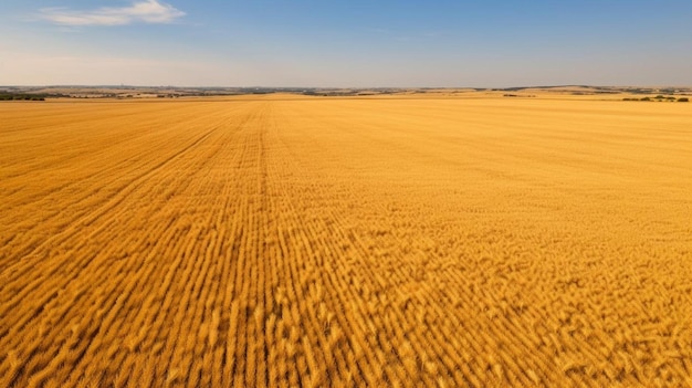 wheat field with a blue sky and clouds