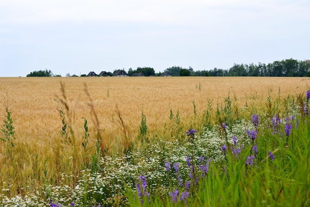 wheat field with camomiles and bluebells and village on background copy space