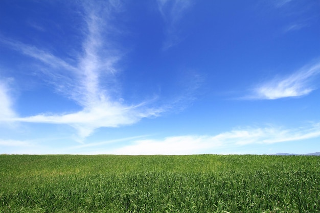 Foto campo di grano con cloudscape