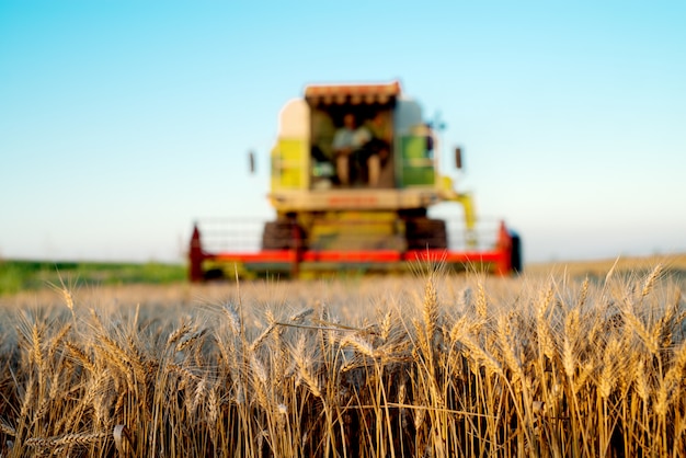 Wheat field with combine harvesting behind.