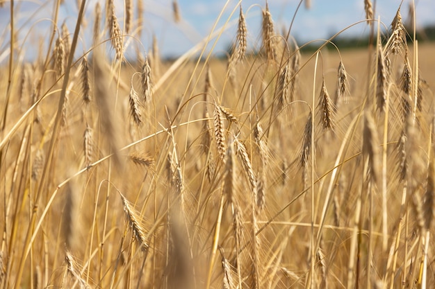 Wheat field with ears of golden wheat against the blue sky. Beautiful landscape