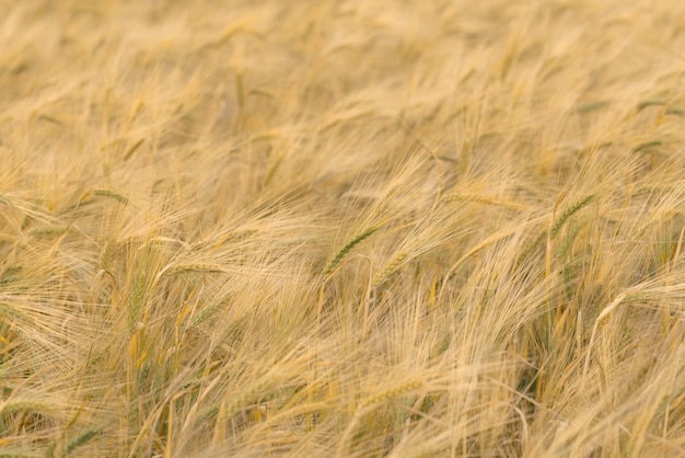 Пшеничное поле с золотыми колосьями