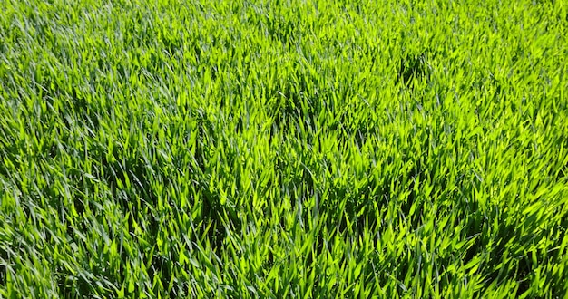 Пшеничное поле с зеленой травой в солнечную погоду