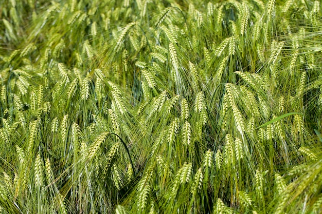 緑の未熟な小麦植物のある小麦畑