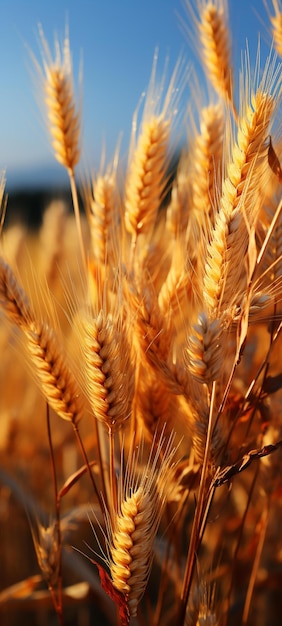 A wheat field with a house in the background