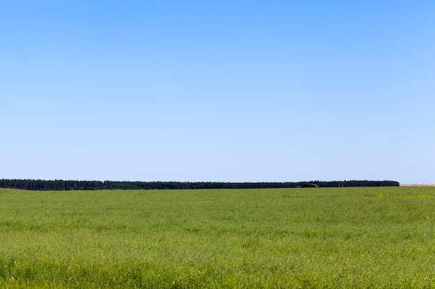 Foto campo di grano con un raccolto di grano immaturo