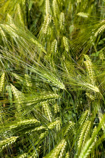 Wheat field with an immature wheat crop