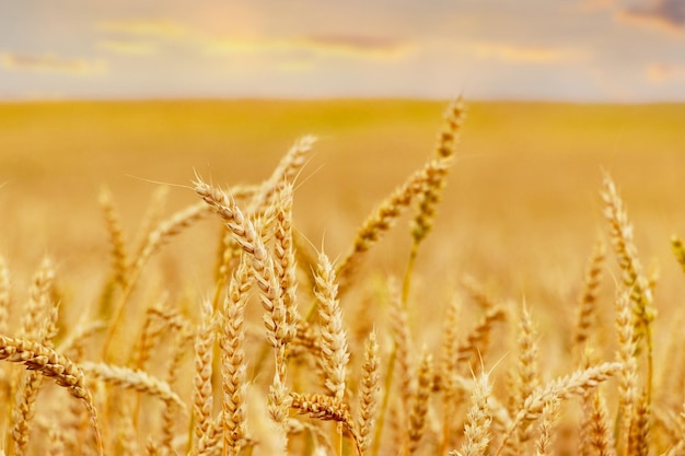 Пшеничное поле с зрелыми колосьями при закате солнца
