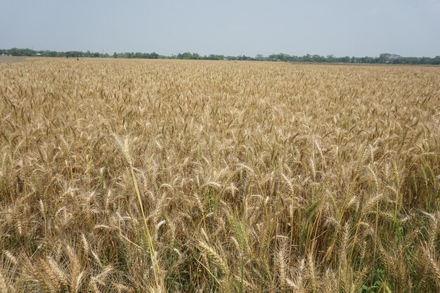 Foto un campo di grano con un cielo sullo sfondo e un cartello che dice grano