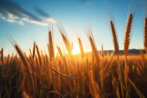 Photo a wheat field with the sun setting behind it