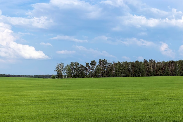 Пшеничное поле с незрелой пшеницей, качающейся на ветру