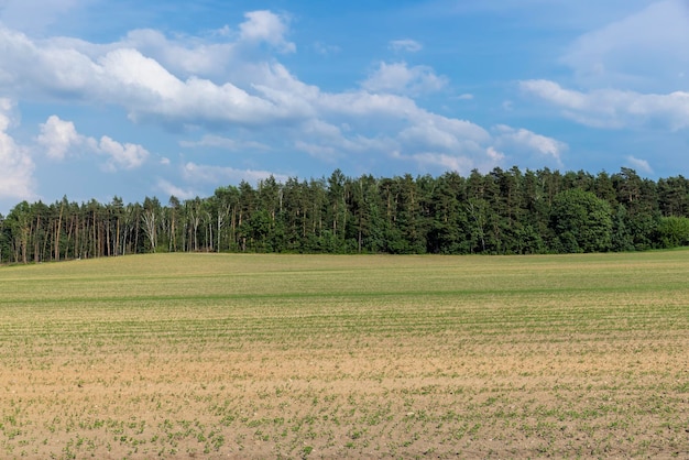 Пшеничное поле с незрелой пшеницей, качающейся на ветру