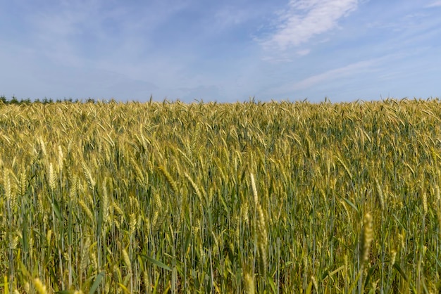 Wheat field with unripe wheat swaying in the wind