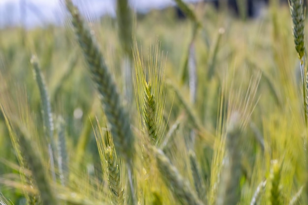Пшеничное поле с незрелой пшеницей, качающейся на ветру