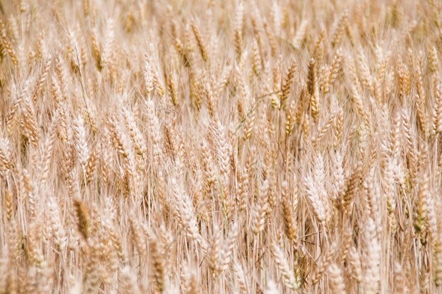 Foto un campo di grano con un grano sullo sfondo