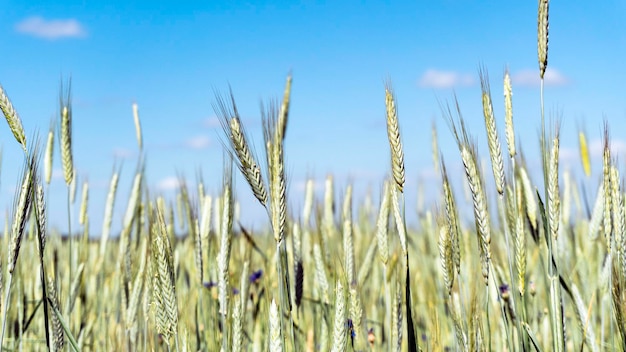 Wheat field with young and green wheat in spring.