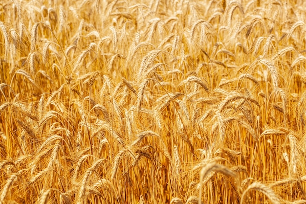 小麦畑。晴れた日に小麦の黄色い熟した小穂