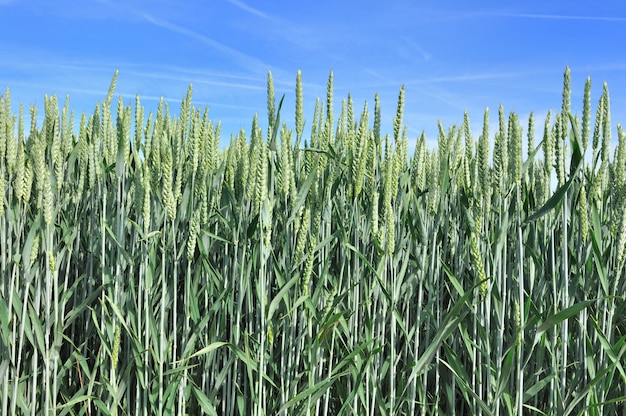 Wheat field 