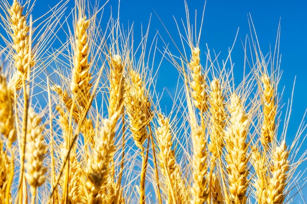 Wheat field