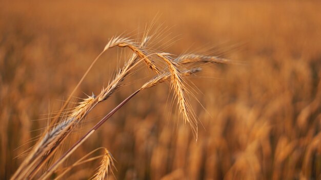 Wheat field