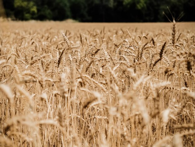 wheat field