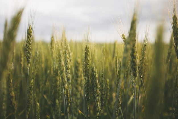 Wheat field