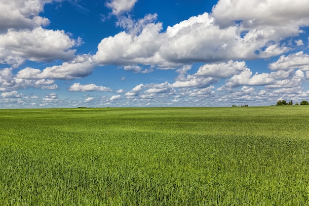 wheat  field