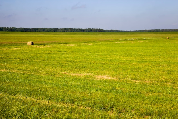 Photo wheat  field