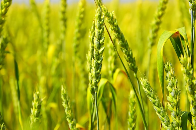 Wheat field