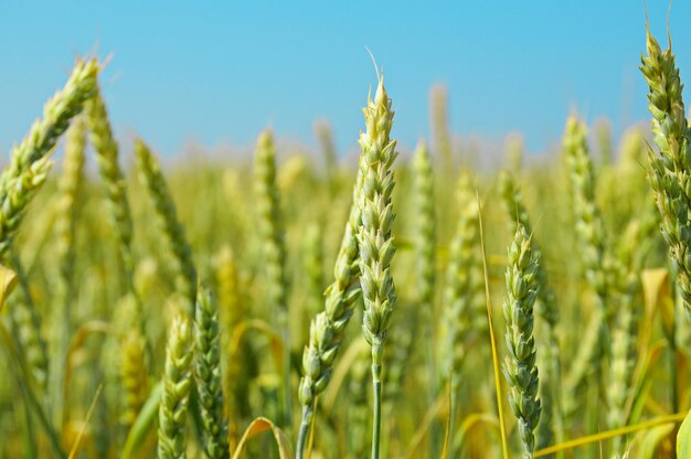 Wheat field