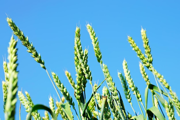 Wheat field