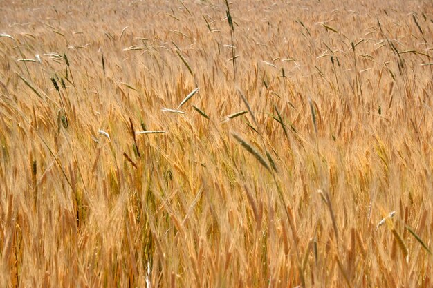 Wheat Field