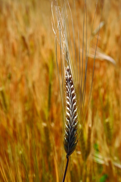 Wheat Field