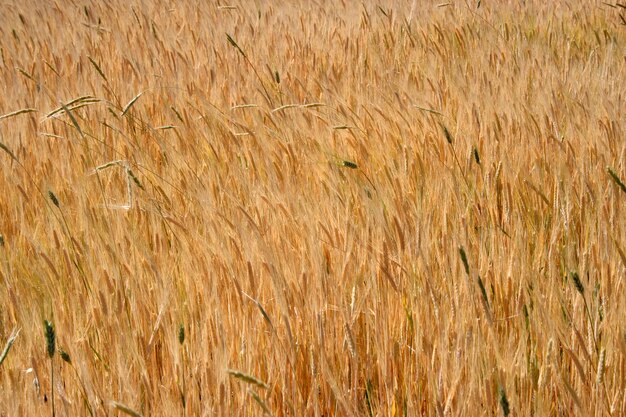 Wheat Field